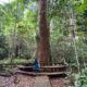Penampakan Pohon ulin di Sangkima Jungle Park Kutai Timur Kaltim