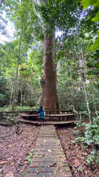 Penampakan Pohon ulin di Sangkima Jungle Park Kutai Timur Kaltim