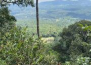 1,6 Juta Hektar Hutan Kalsel Dijaga 73 Polhut