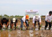 Hasil Panen Padi Kalsel 2025  Tembus  1,3 Juta Ton