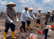 Tanam Jagung Di Lahan Rawa, Kalsel Percontohan Nasional