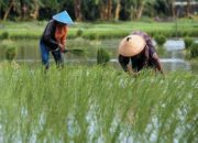 Luas Panen Padi Kalsel 2025 Meningkat, Produksi Lebih 1 Juta Ton Gabah