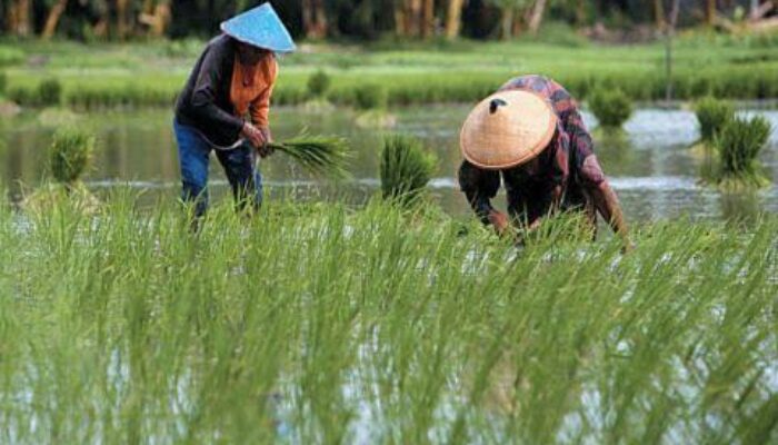 Luas Panen Padi Kalsel 2025 Meningkat, Produksi Lebih 1 Juta Ton Gabah