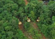 Jejak Tambang Emas Ilegal di Teluk Kepayang, Belasan Ekskavator Disembunyikan Di Hutan