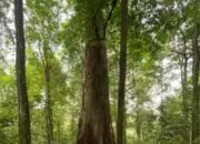 Isu Tambang Di Geopark Meratus, Pemprov Kalsel Buka Suara