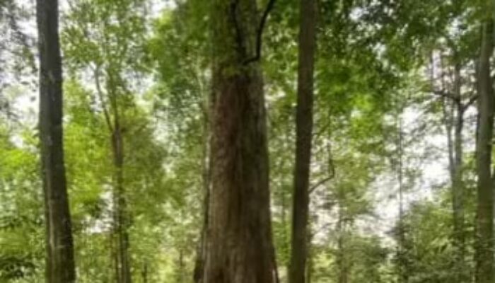 Isu Tambang Di Geopark Meratus, Pemprov Kalsel Buka Suara