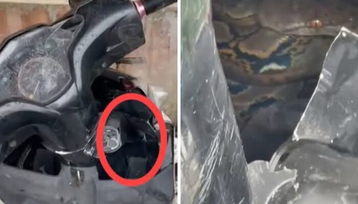 Musim Banjir,  Ular Piton Sembunyi di Box Motor Warga Tatah Bangkal Banjarmasin