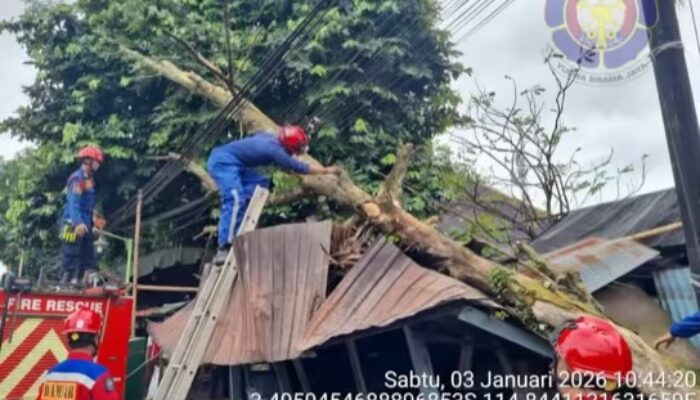Pohon Tumbang Timpa Dapur Umum Pengungsi Banjir Martapura