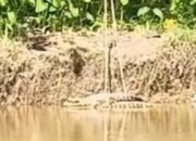 Geger! Penampakan Buaya di Sungai Lok Bangkai HSU