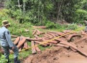 Kayu Ilegal di Hutan Teluk Kepayang Disegel Polhut