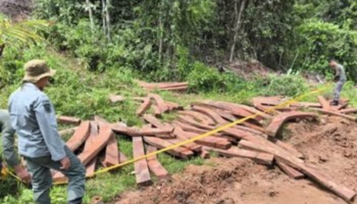 Kayu Ilegal di Hutan Teluk Kepayang Disegel Polhut