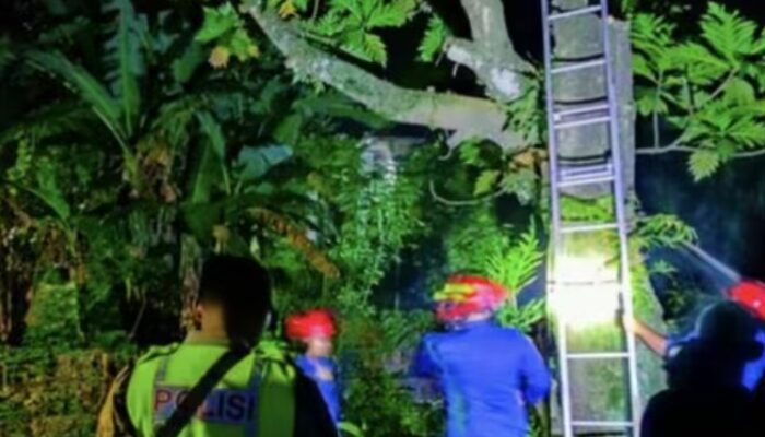 Penebang Pohon Tewas Tersengat Listrik