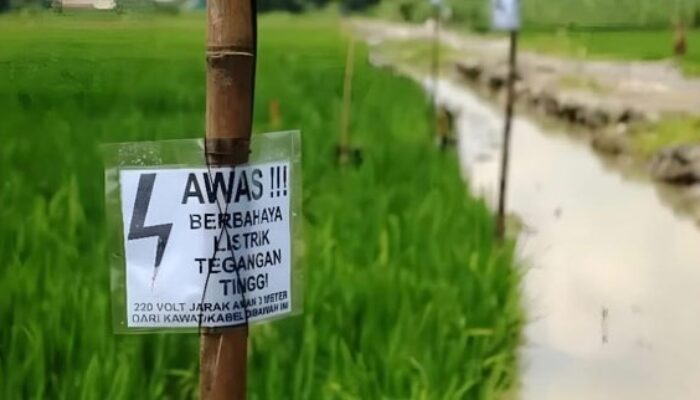 Petani Tewas Tersengat Listrik Jebakan Tikus di Sawah Miliknya