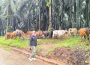 Kalsel Kekurangan 22 Ribu Indukan Sapi