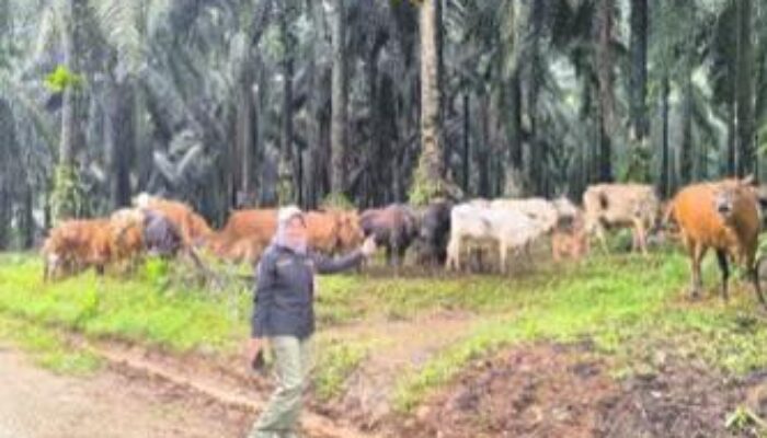 Kalsel Kekurangan 22 Ribu Indukan Sapi