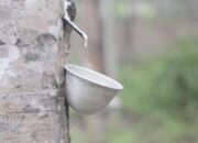 Tingkatkan Produksi, Disbunnak Kalsel Sertifikasi Bibit Karet