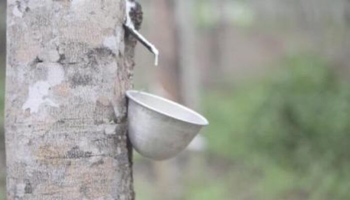 Tingkatkan Produksi, Disbunnak Kalsel Sertifikasi Bibit Karet