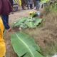 Alat Berat Lindas Tiga Warga di Beruntung Baru, Operator Grader Tersangka