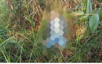 Wanita Ditemukan Tewas Di Sawah Desa Lok Tunggul Pengaron