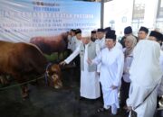 Gubernur Muhidin Serahkan Sapi Kurban 1,3 Ton dari Presiden