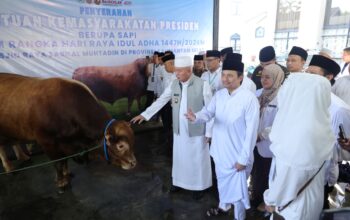 Gubernur Muhidin Serahkan Sapi Kurban 1,3 Ton dari Presiden